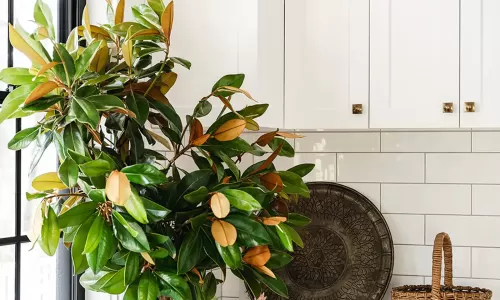 Close-up of kitchen corner with white cabinets, large green plant, wicker basket, and decorative tray